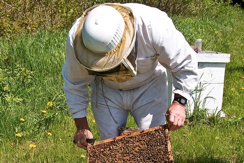 Pour le retour à une apiculture naturelle…